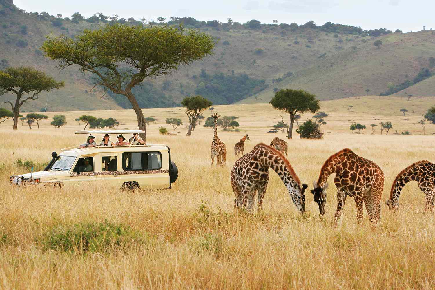 O imagine reprezentand safari