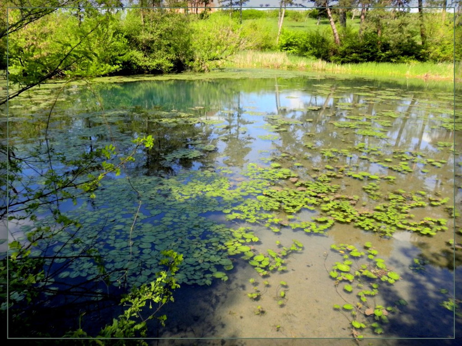Rezervatia Naturala Paraul Peta si Nuferii Termali