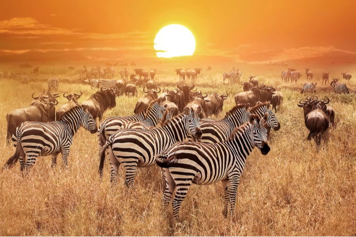 O imagine reprezentand tanzania