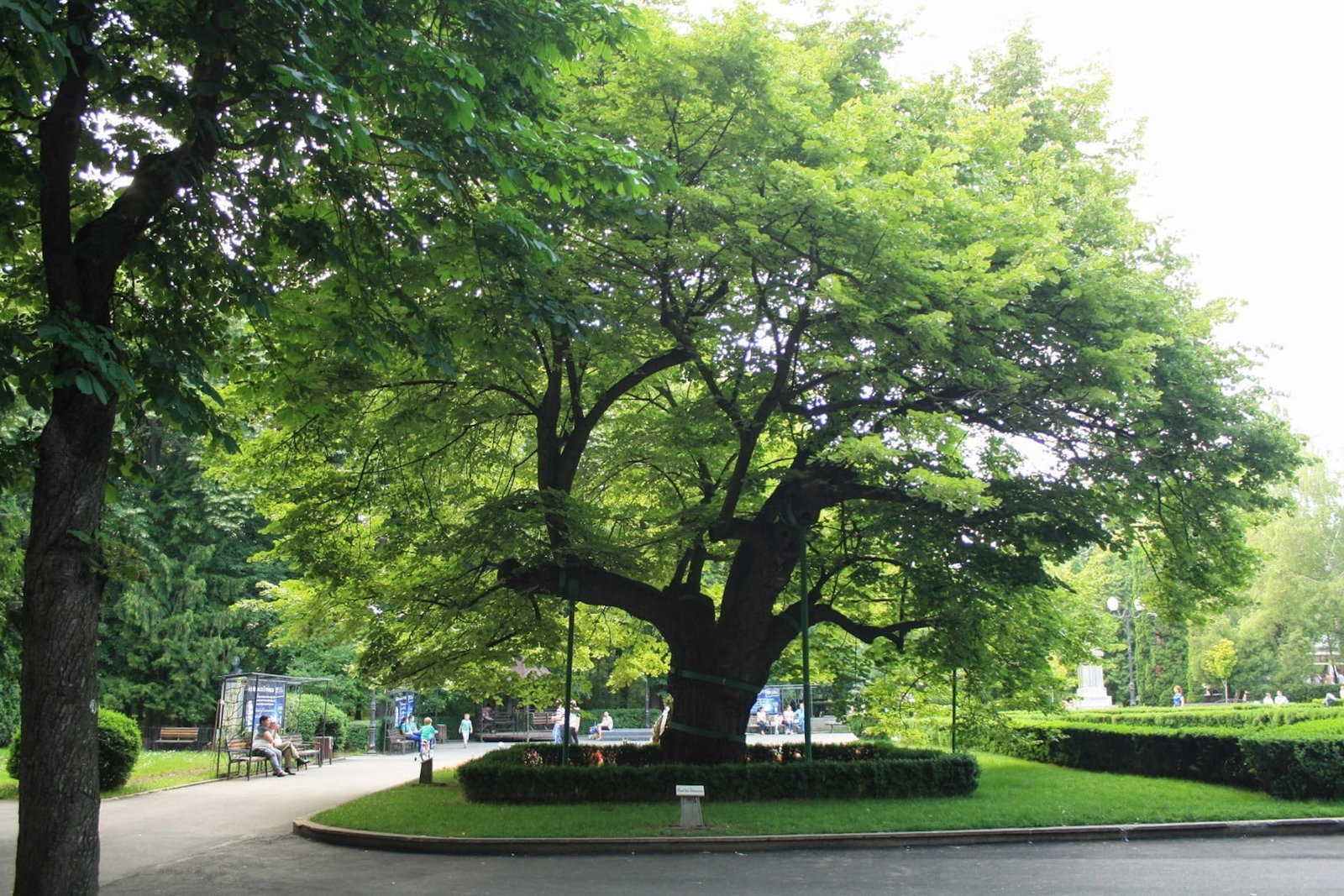Parcul Copou si Teiul lui Eminescu