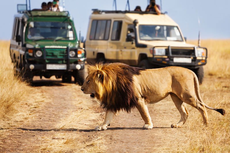 Safari "Signature" in Masai Mara (Kenya)
