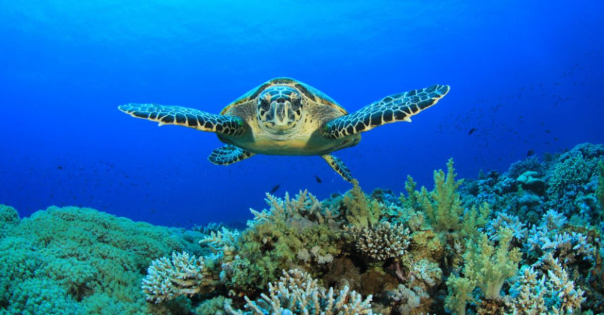 O imagine reprezentand  aquariumul ocean 