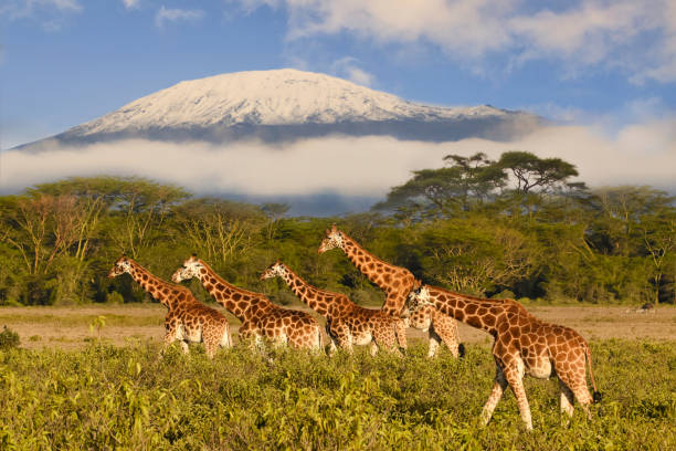 O imagine reprezentand kilimanjaro