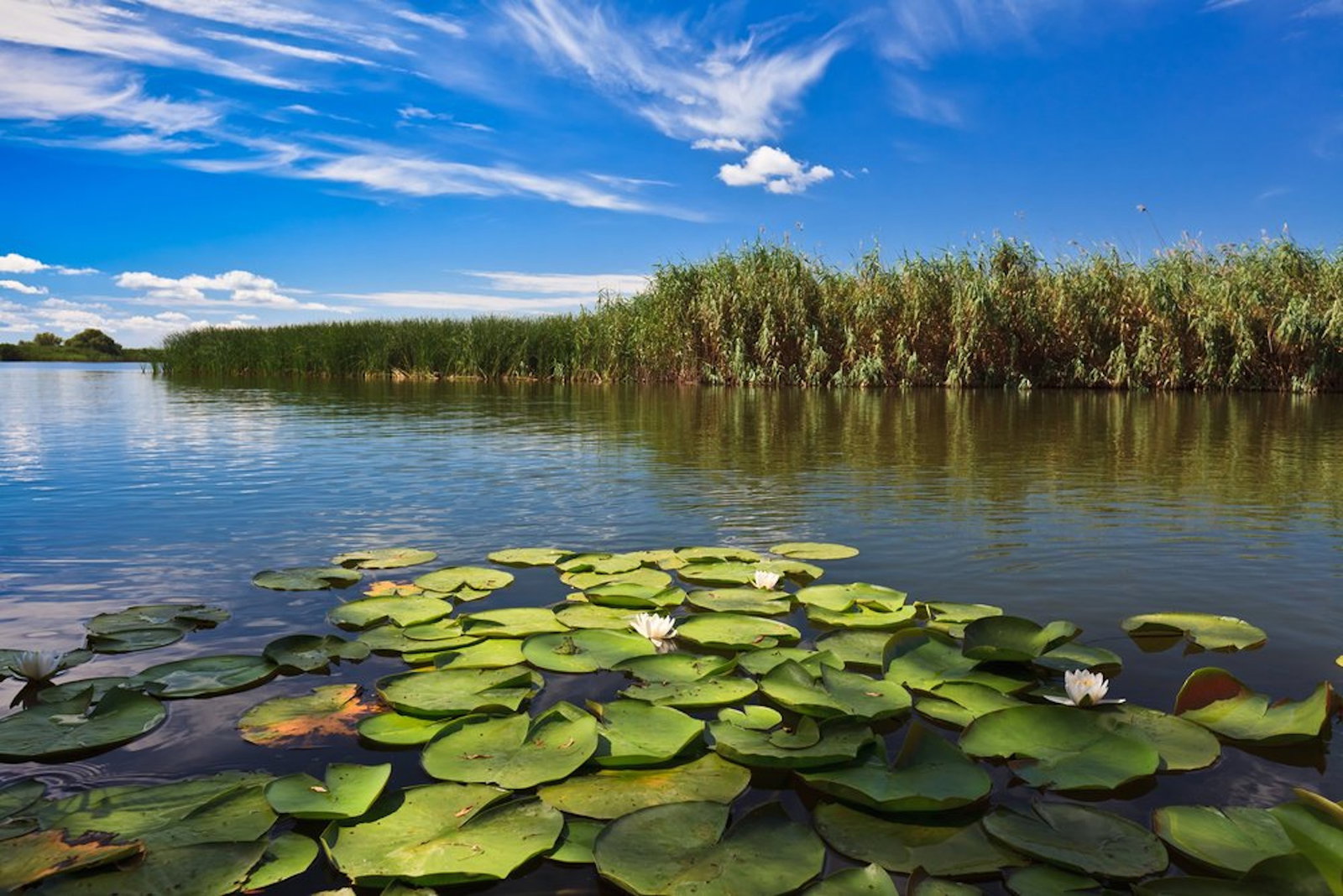 Laguna Holbina - Dunavat