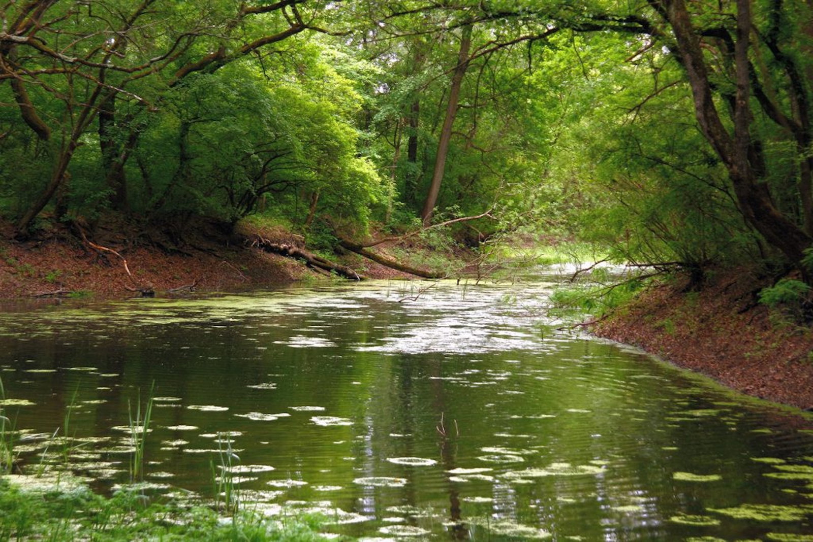 Parcul Natural Lunca Muresului