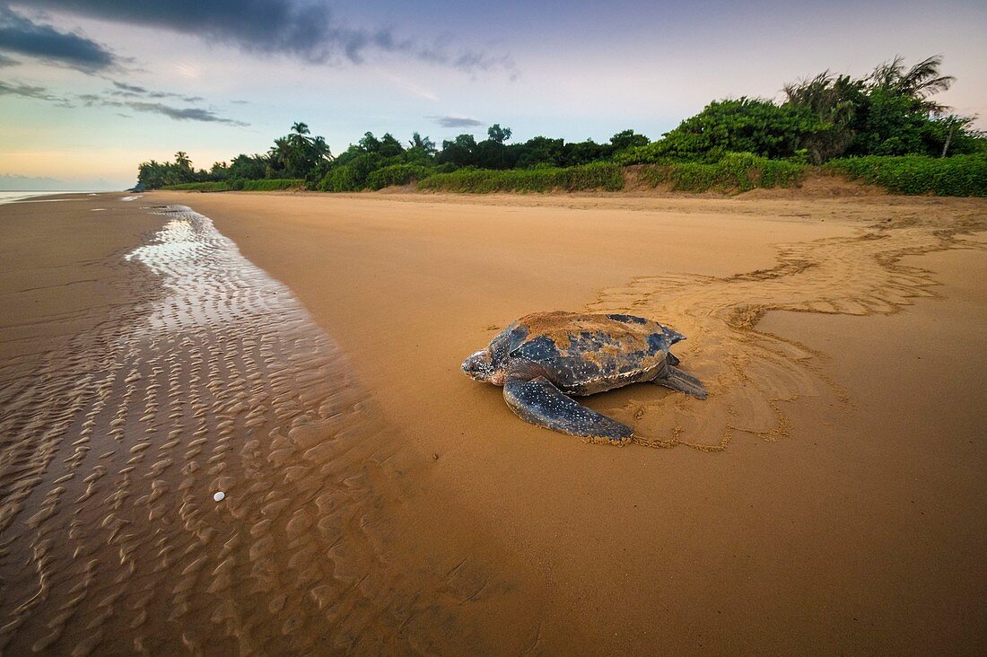O imagine reprezentand french guiana