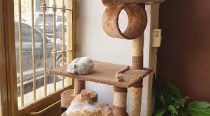 Café Gato