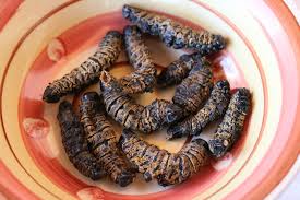 Mopane worms
