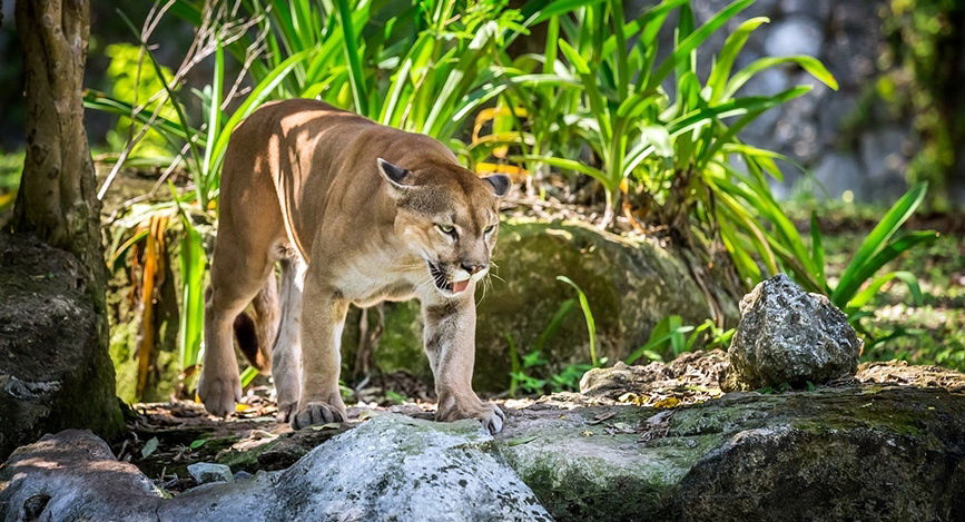 O imagine reprezentand parcuri nationale